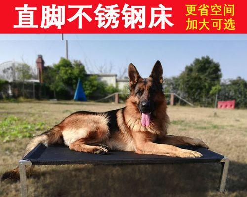 为什么家狗老蹭地（探究宠物行为背后的原因及应对方法）