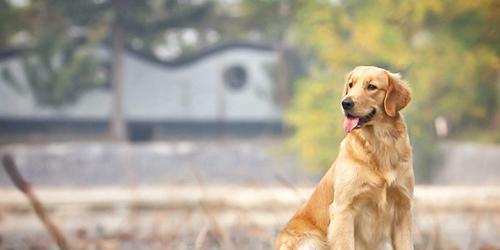 如何判断金毛犬的年龄（从宠物犬的体态）