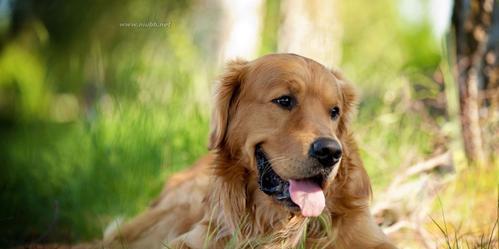 金毛犬价格浅析（宠物市场热卖的金毛犬）