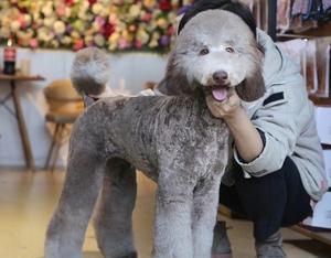 巨贵幼犬的饲养费用详解（以宠物为主的经济学分析）