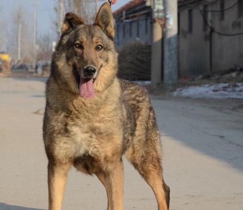 昆明犬繁殖秘籍，健康育幼护小全指南（爱宠人士必读）