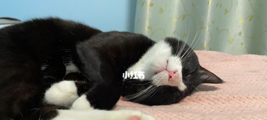 小猫的睡眠习惯与养护（从两个月的小猫睡觉谈起）