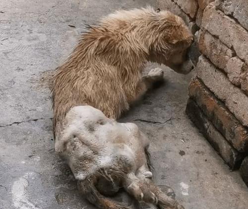 流浪狗如何繁殖（探究流浪狗的生殖方式与繁殖过程）