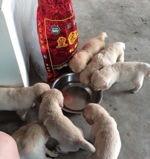 家狗的饮食——满月时要注意的（以宠物为主）