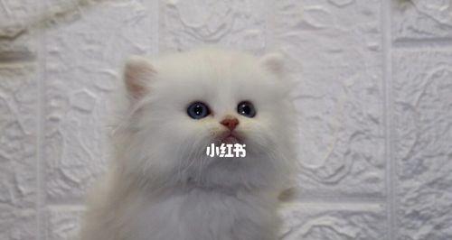 以满月小猫为宠物的注意事项（如何照顾满月小猫的健康与成长）