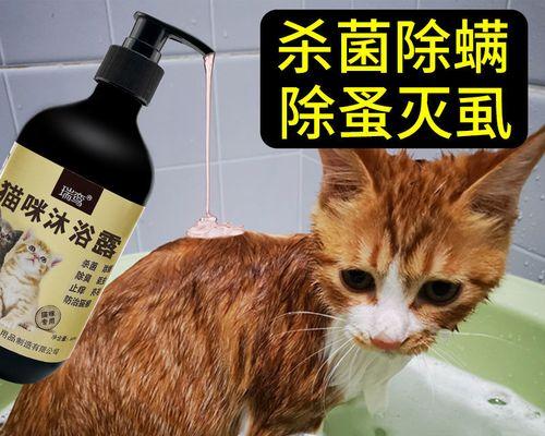 以猫常规检查为主题的宠物健康管理知识（全面掌握宠物健康状况）