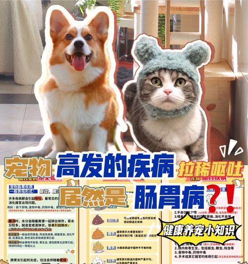 宠物猫肠胃炎症状全解析（掌握这些关键症状）