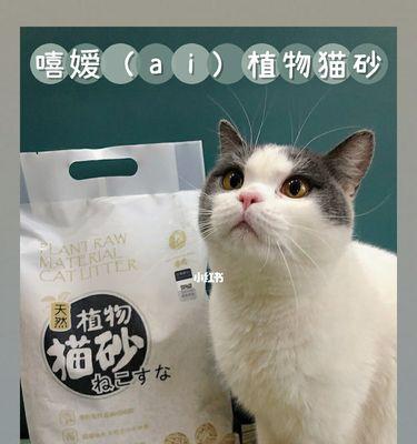 猫吃多少猫砂会死（爱猫人士必读）