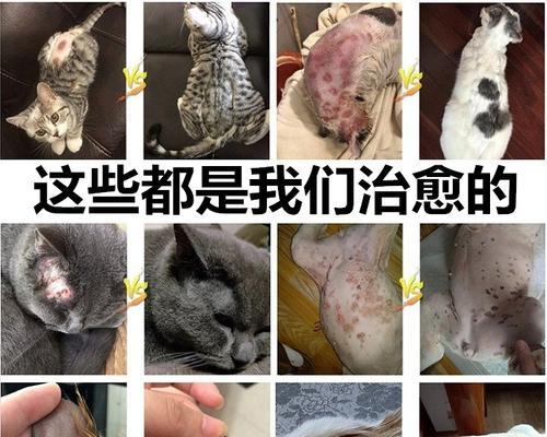 猫藓治疗方案——以猫得猫藓涂药为例（宠物爱护必备——如何正确治疗猫藓）