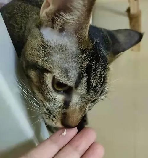 猫磨牙掉了怎么办（宠物护理专家教你如何应对猫磨牙掉牙问题）