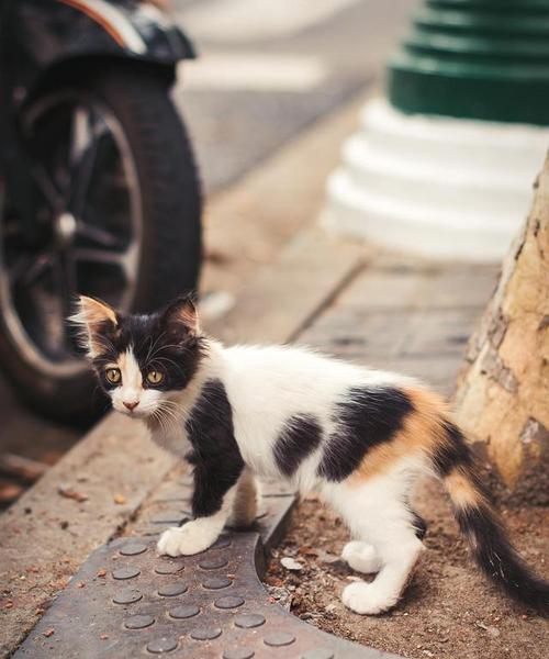 如何防止宠物猫乱抓东西（宠物猫的训练技巧和注意事项）