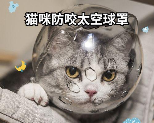 猫咬主人，怎么办（宠物猫攻击主人的原因及应对方法）