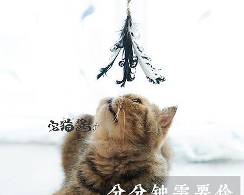 宠物猫排便频率正常吗（了解猫咪的排便习惯）