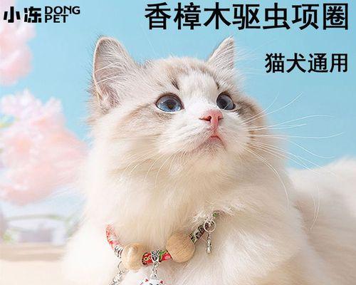 宠物猫生了猫虱怎么办（了解猫虱的危害及预防方法）