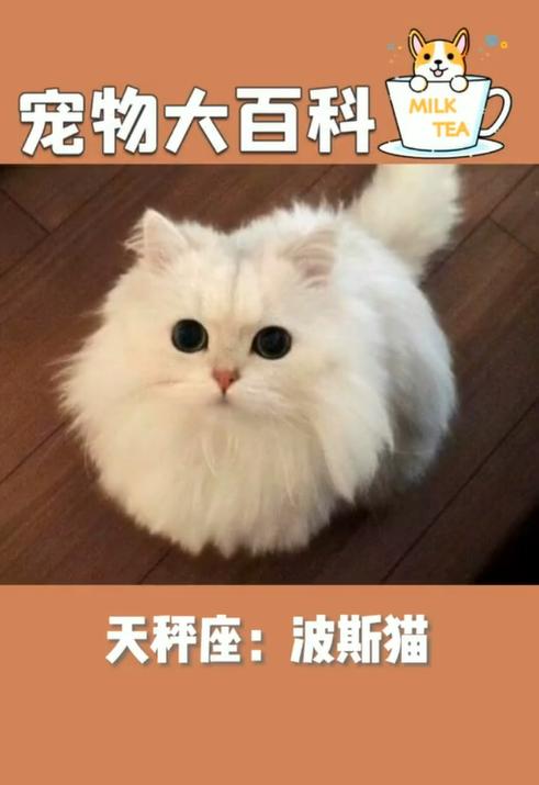 宠物猫命名灵感大盘点（15个猫咪名字推荐及其含义）