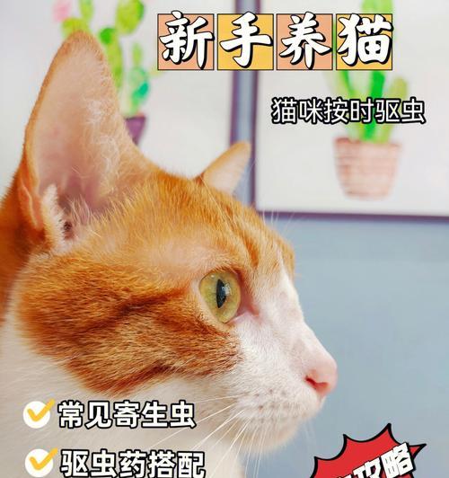 宠物猫身体内寄生虫的种类与预防方法（保护宠物健康）