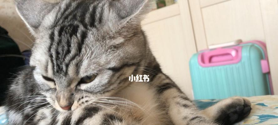 猫为什么要舔毛（揭秘宠物猫的生活习性）