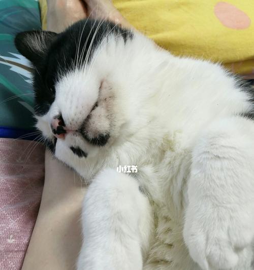 揭秘猫咪沉迷睡眠的原因（探究猫咪睡眠习惯与身体特性）