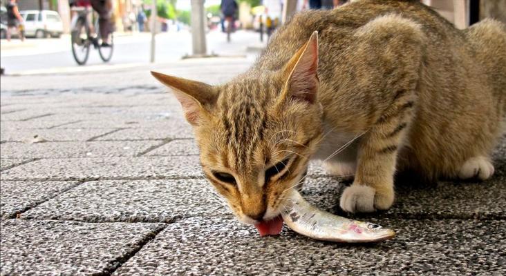 猫为何不怕鱼刺（从宠物的视角看待猫不怕鱼刺的原因）