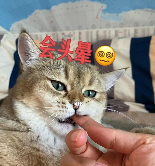 防止宠物猫咬人，一定要做好这些（从日常生活细节做起）