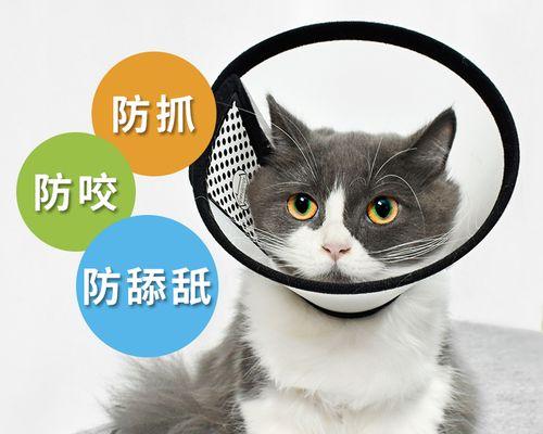 防止宠物猫咬人，一定要做好这些（从日常生活细节做起）