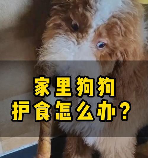 如何改正猫咪护食行为（掌握正确喂养方法）