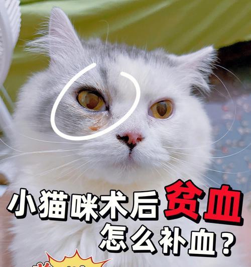 如何护理术后宠物猫咪（从饮食到活动）