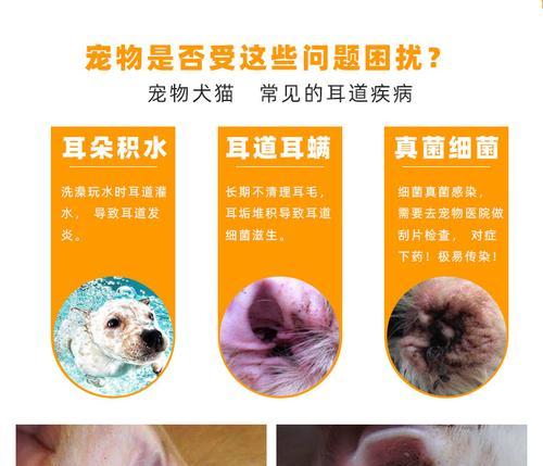 猫咪耳炎，这是为什么（探究猫咪耳炎的原因和治疗方法）