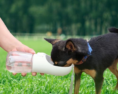 如何让宠物狗狗不再害怕水（从逐渐接触到营造愉悦氛围）