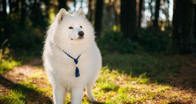 萨摩耶犬的食物搭配与喂养方法（萨摩耶犬的食物搭配与喂养方法）