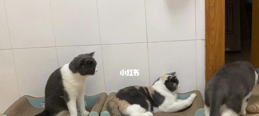 深圳龙华猫咪寄养指南（宠物主人必看！照顾你的爱猫）