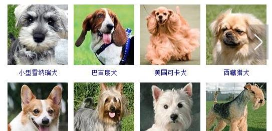 最特别的宠物犬品种（探寻外貌与性格独特的狗狗）