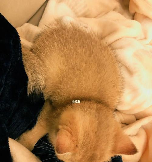 猫咪睡觉的喜好（宠物猫的睡眠习惯分析）