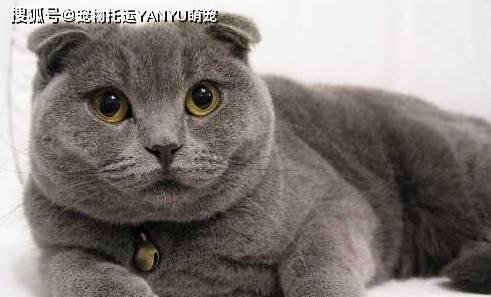 选择宠物猫咪时如何避免吵闹？