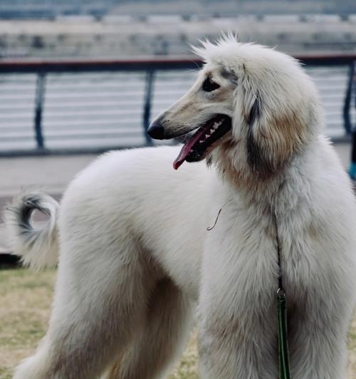 中国的特色犬种——汉族牧羊犬（探究汉族牧羊犬的起源与特点）