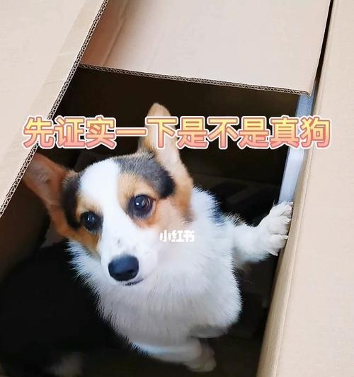 从犬种选择到日常饲养，教你打造幸福的狗狗生活（从犬种选择到日常饲养）