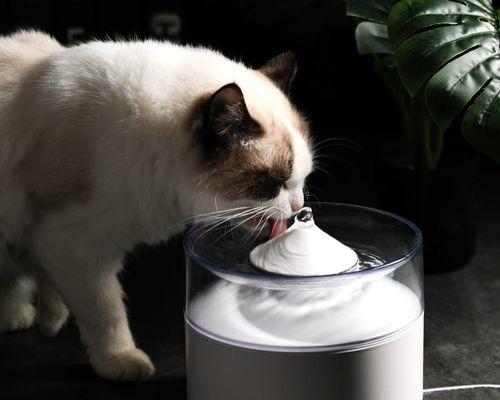 四十天小猫的饮水需求与注意事项（宠物照顾指南）