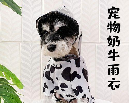 如何判断泰迪犬的年龄（从外貌特征到行为表现）