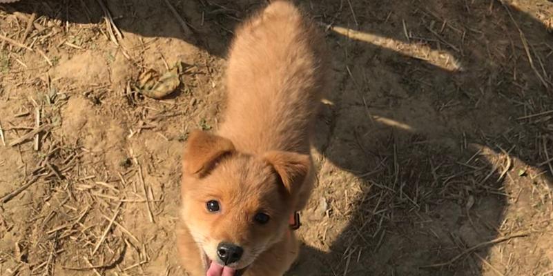 纯种田园犬价格与饲养（探究纯种田园犬的价格因素及饲养要点）