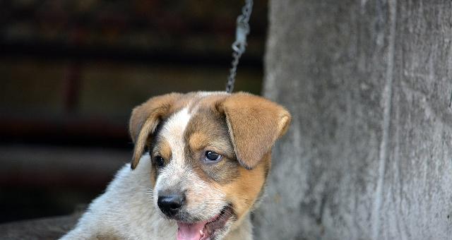 如何喂养土狗幼犬（宠物土狗幼犬的饮食与健康）