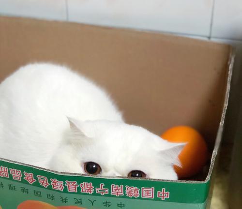 为什么特别想打猫（探究人类与宠物关系的深层次问题）