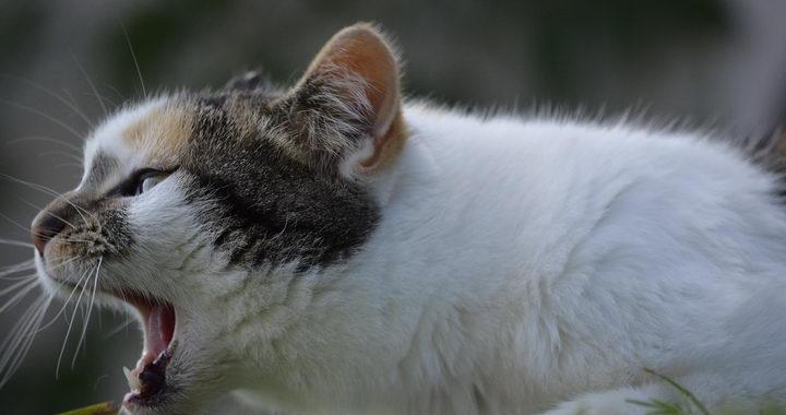 为什么我们喜欢闻猫味（探究人类喜欢宠物气味的心理因素及科学解释）