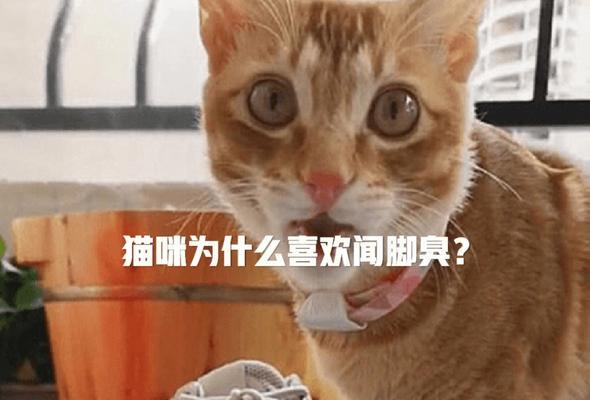 小猫身上臭的原因（探究小猫身上臭的原因）