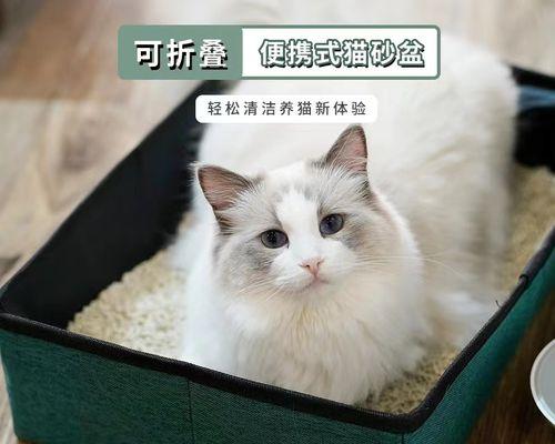 猫砂的重要性（为宠物猫提供干净舒适的生活环境）