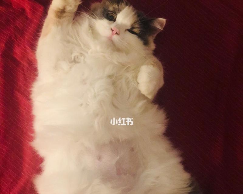 《揭秘猫咪的世界》（探索猫咪的性格）