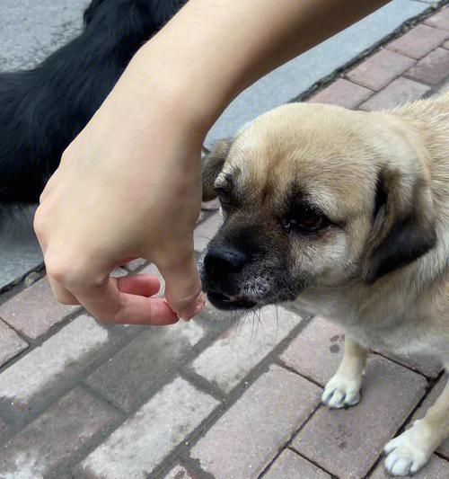 小狗误食火腿肠皮的危害（宠物食品安全警醒）