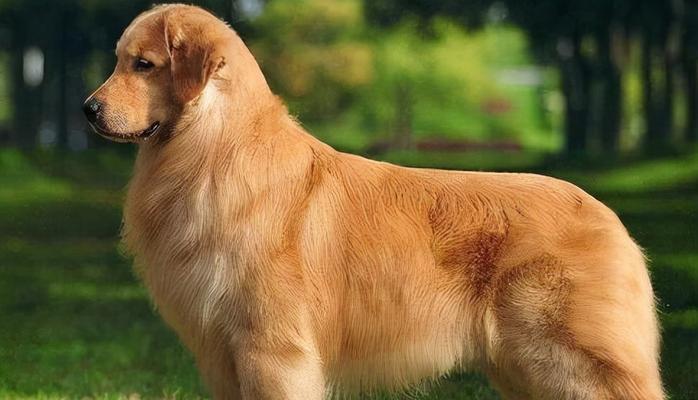 宠物小狗的健康饮食指南（从幼犬到成犬）