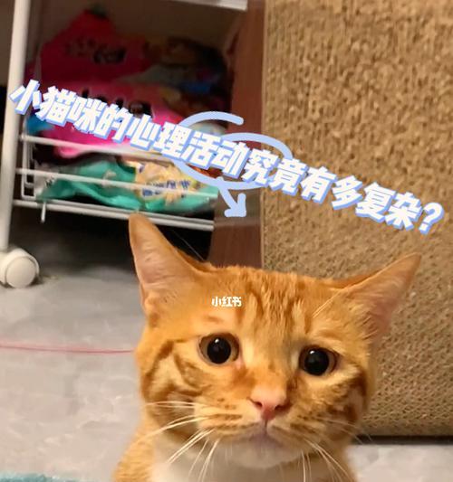 巧妙训练你的猫咪，让TA变得更聪明（如何通过宠物训练技巧）