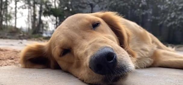 小狗犬瘟的饮水管理（如何让患有犬瘟的小狗保持充足的饮水量）