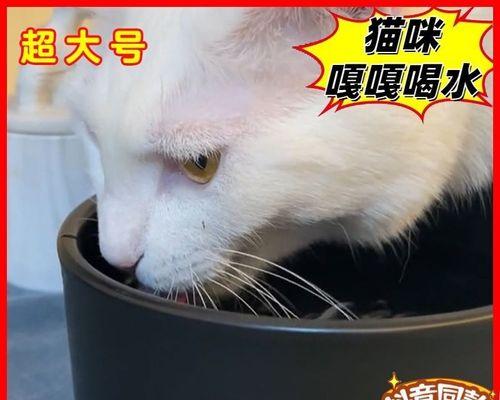 如何洗猫（宠物洗护小知识）